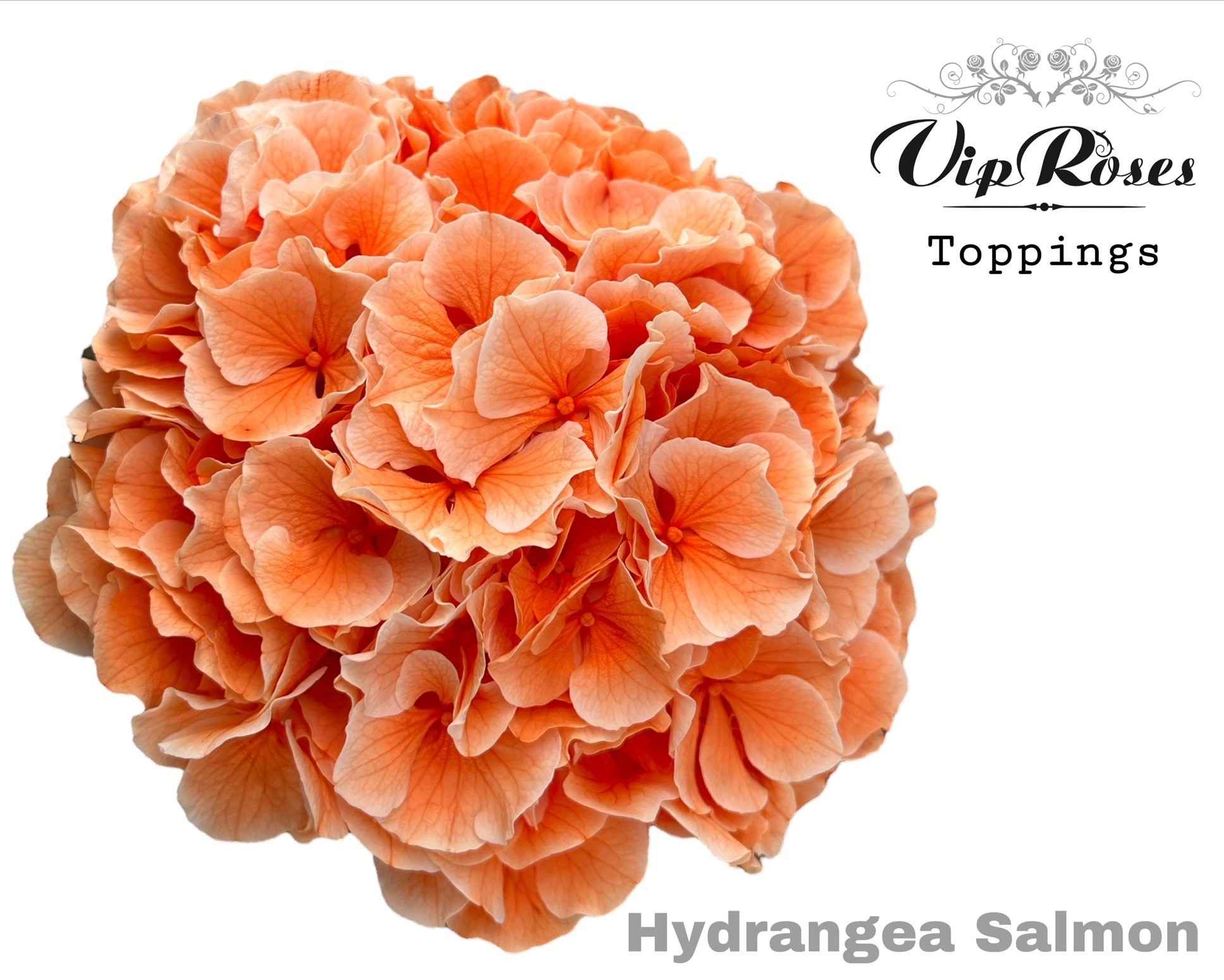 Срезанные цветы оптом Hydrangea paint salmon от 10шт из Голландии с доставкой по России