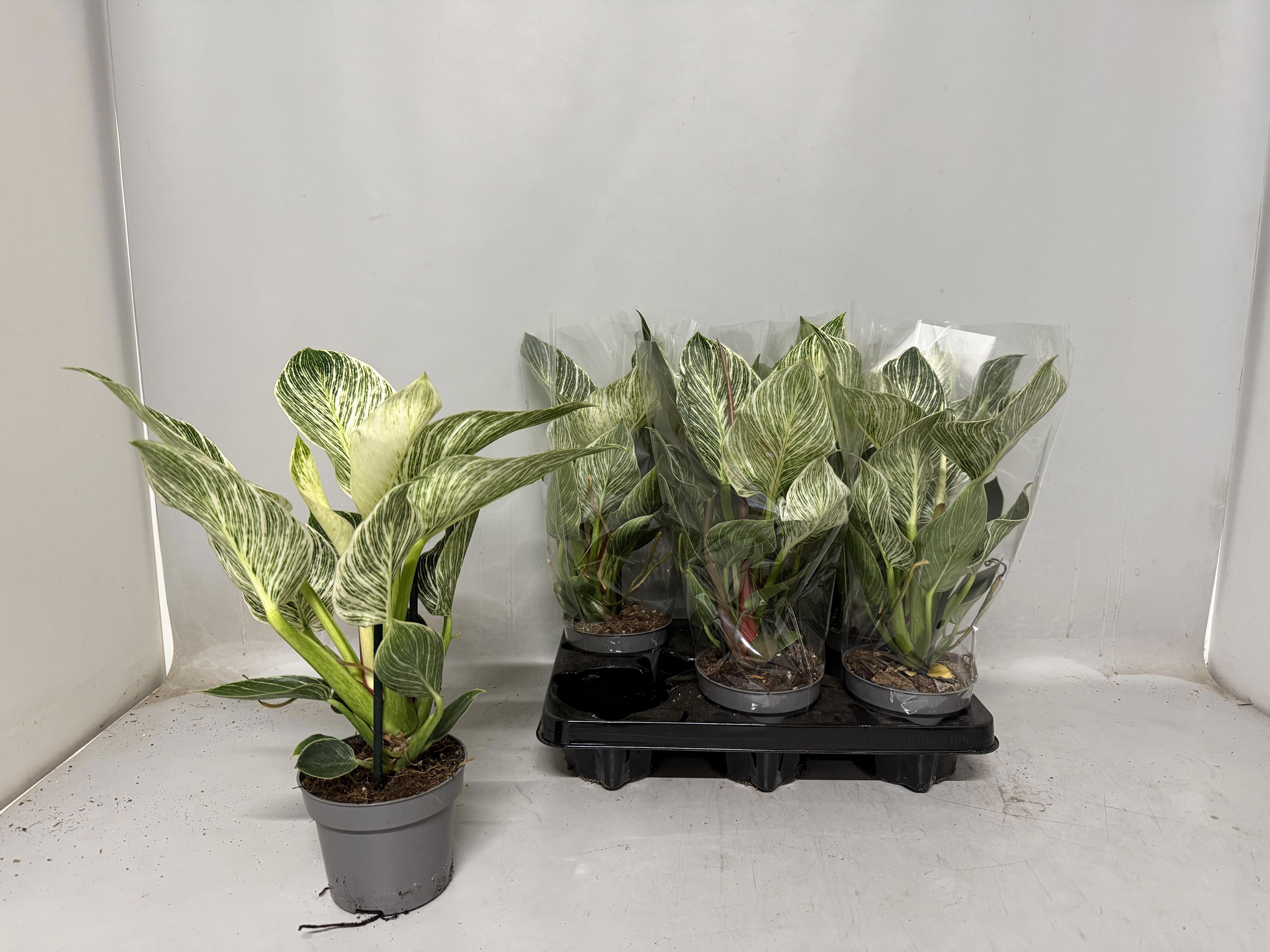 Горшечные цветы и растения оптом Phil Birkin от 6шт из Голландии с доставкой по России