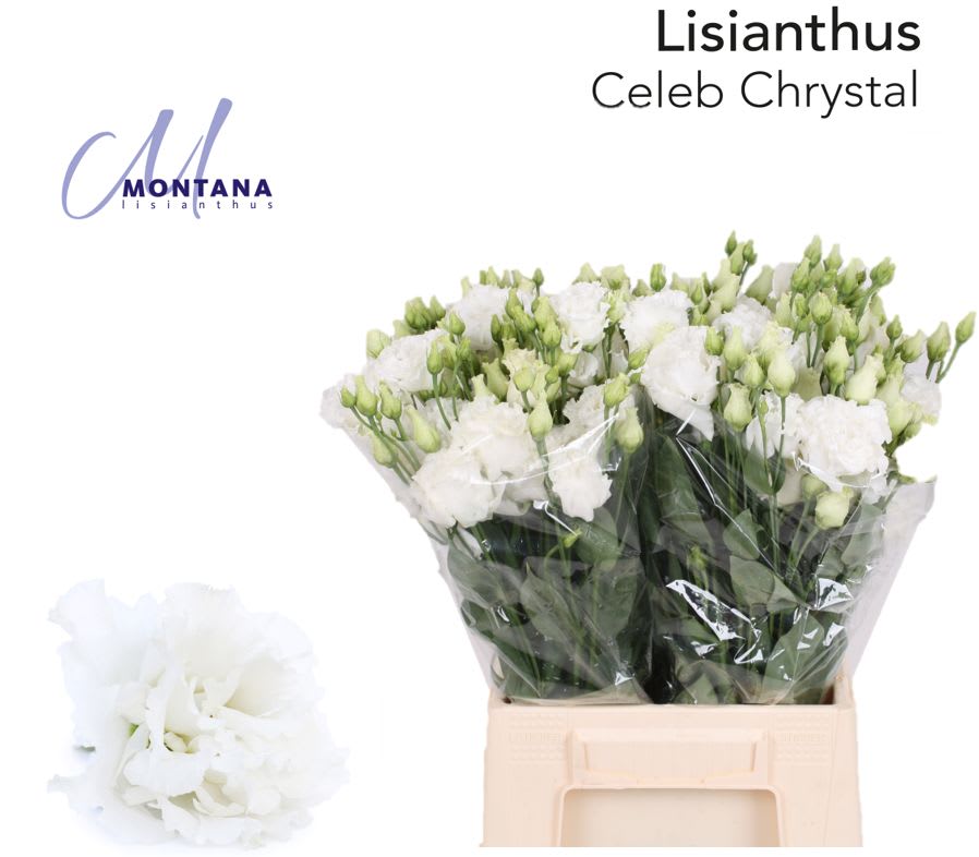 Срезанные цветы оптом Lisianthus do celeb chrystal от 50шт из Голландии с доставкой по России
