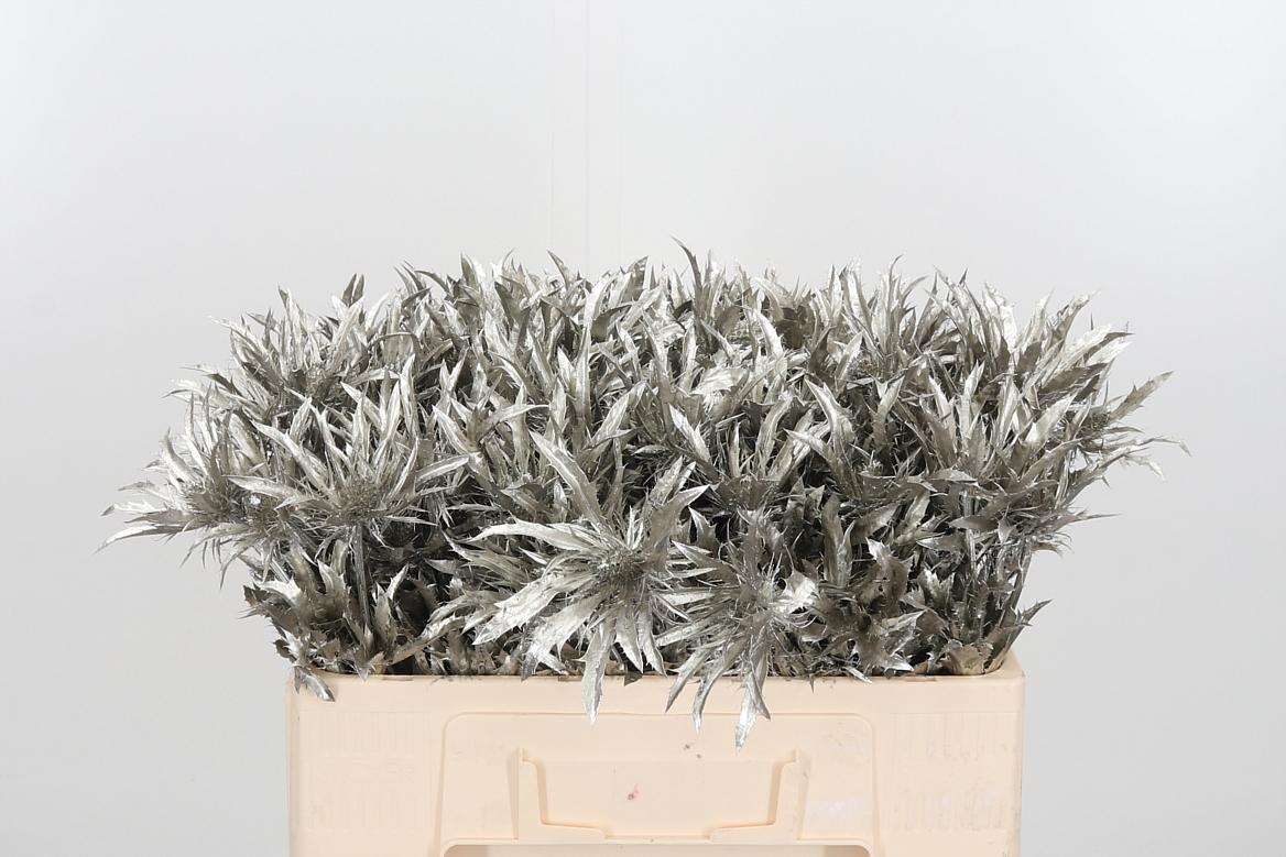 Срезанные цветы оптом Eryngium orion paint platinum от 40шт из Голландии с доставкой по России