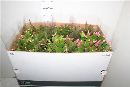 Горшечные цветы и растения оптом Schlumb Gem 3 Kl 80+ от 6шт из Голландии с доставкой по России