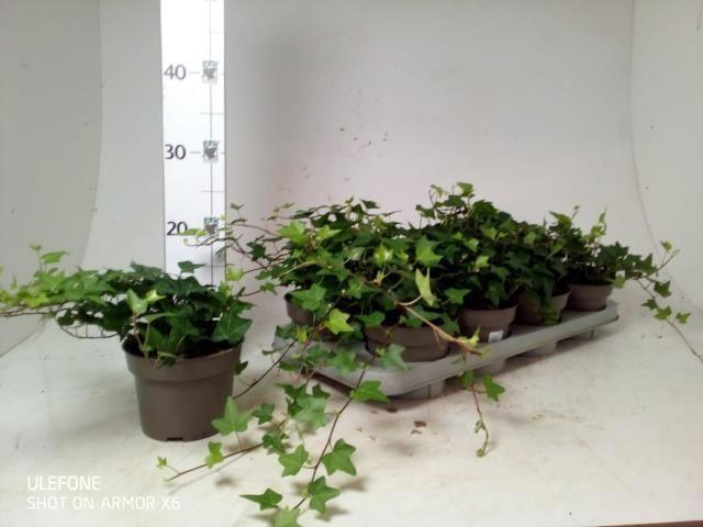 Горшечные цветы и растения оптом Hed He Pittsburgh от 8шт из Голландии с доставкой по России