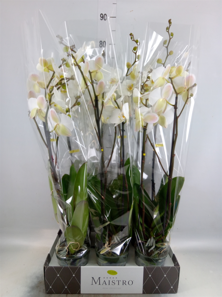 Горшечные цветы и растения оптом Phalaenopsis   ...white от 6шт из Голландии с доставкой по России
