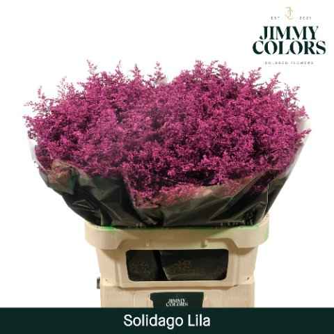 Срезанные цветы оптом Solidago paint lilac от 25шт из Голландии с доставкой по России