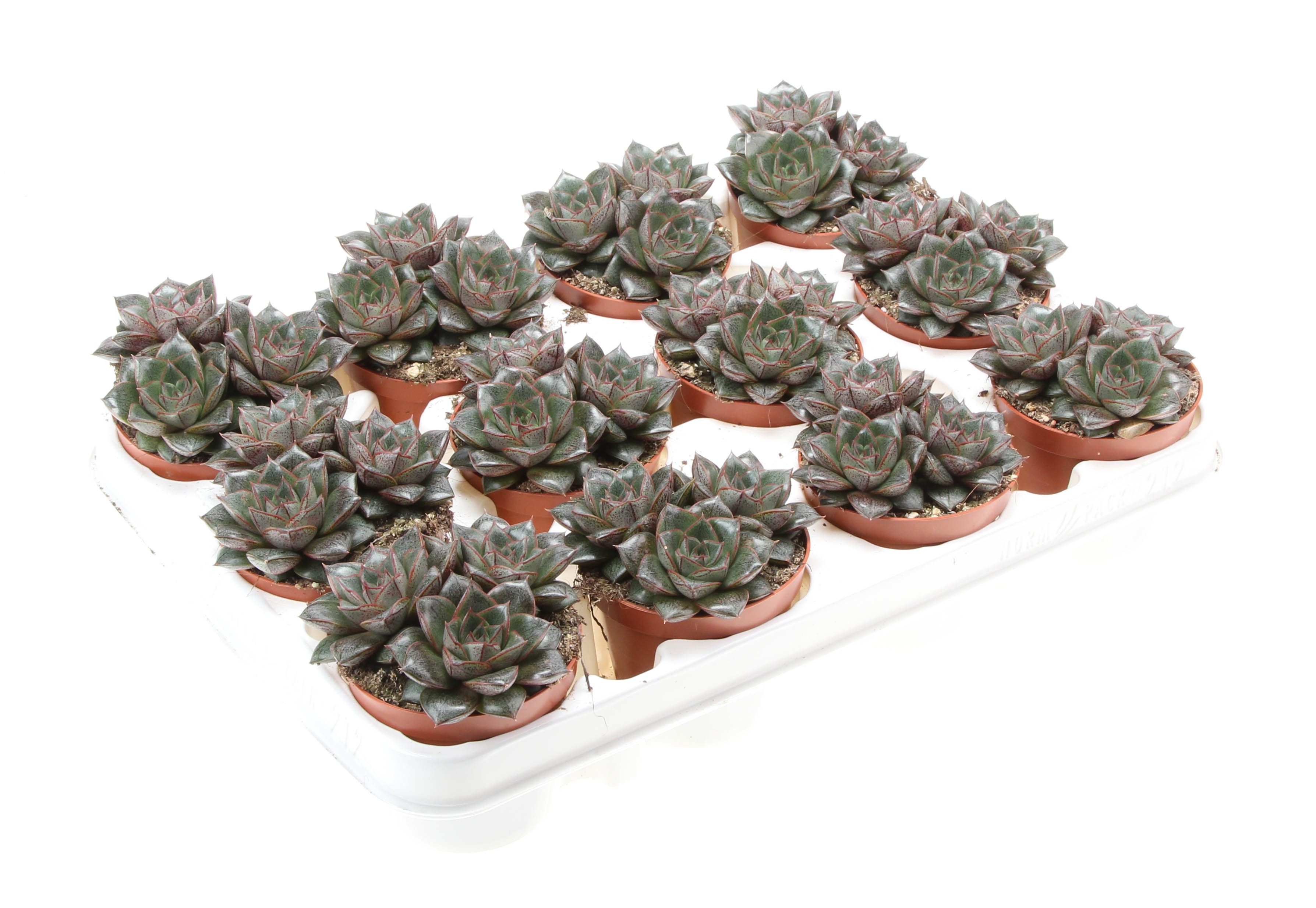 Горшечные цветы и растения оптом Echeveria Purper Trio от 12шт (для телеги) из Голландии с доставкой по России