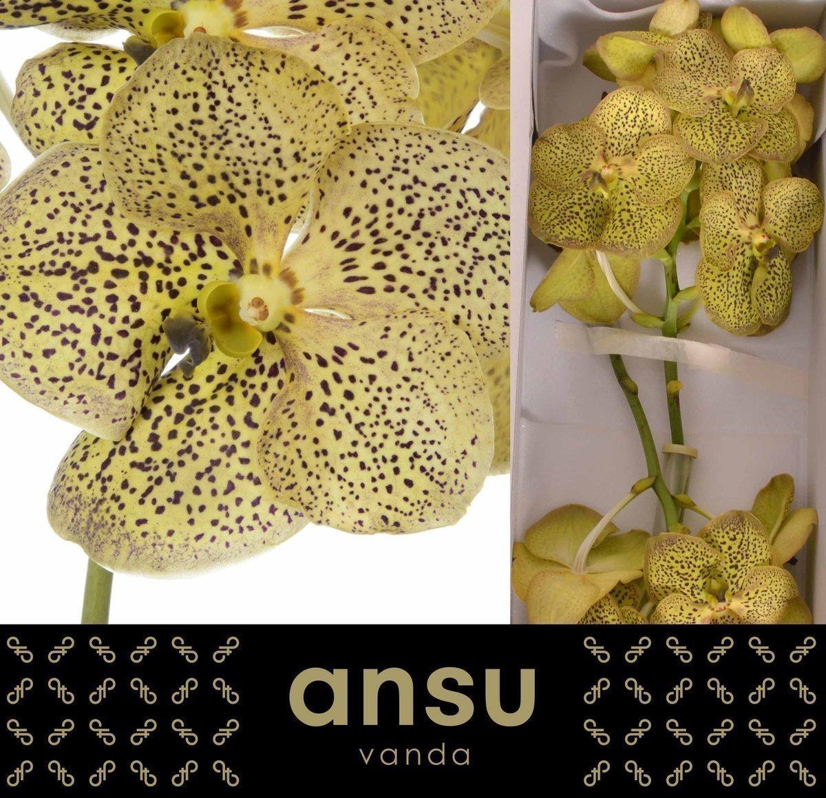 Срезанные цветы оптом Vanda sunanda cheetah citron от 16шт из Голландии с доставкой по России