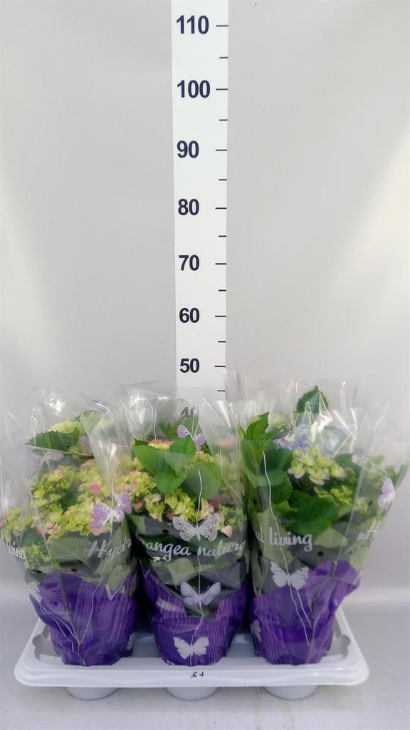 Горшечные цветы и растения оптом Hydrangea Mac. ...mix от 6шт из Голландии с доставкой по России