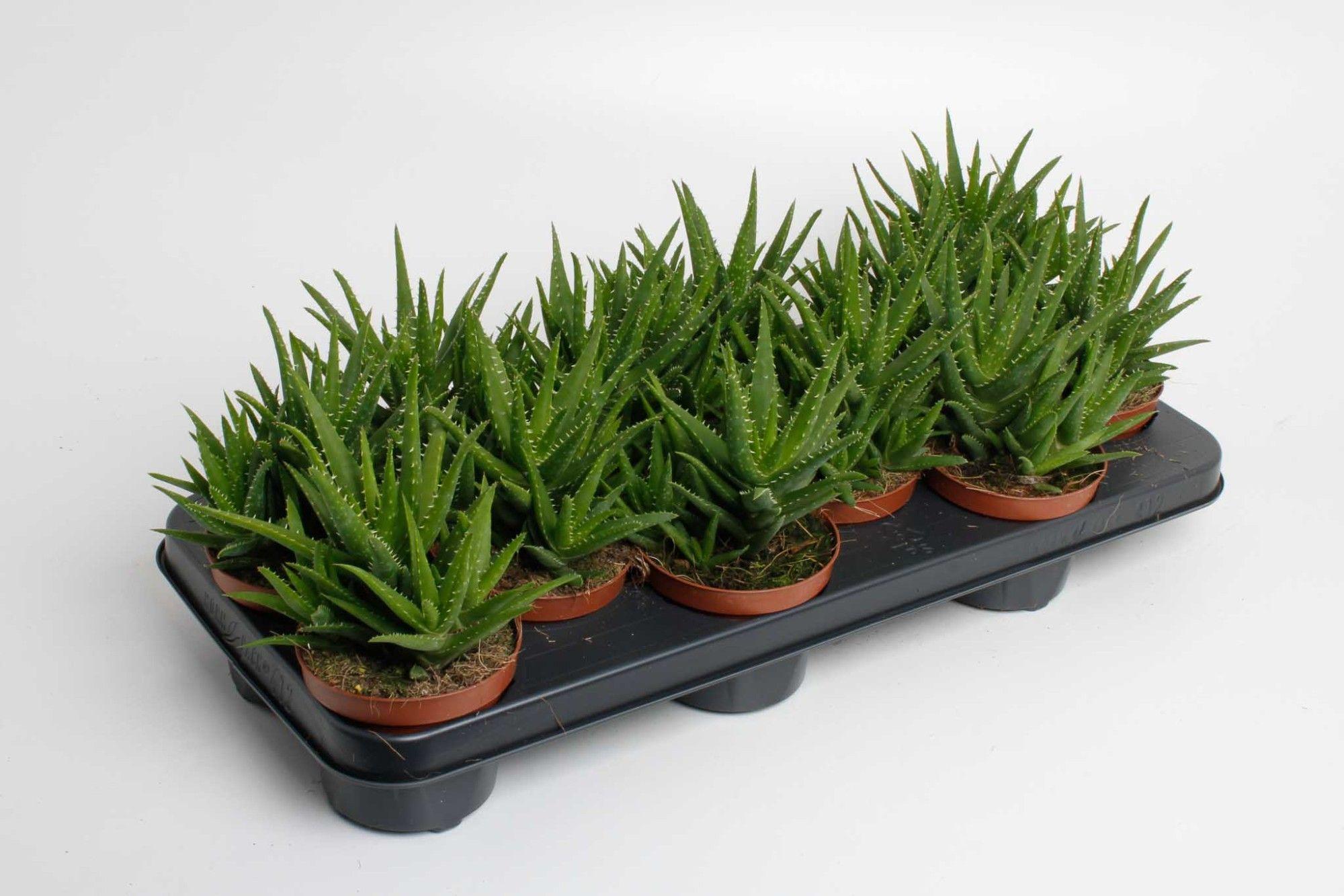 Горшечные цветы и растения оптом Aloe Vera Verini от 12шт из Голландии с доставкой по России