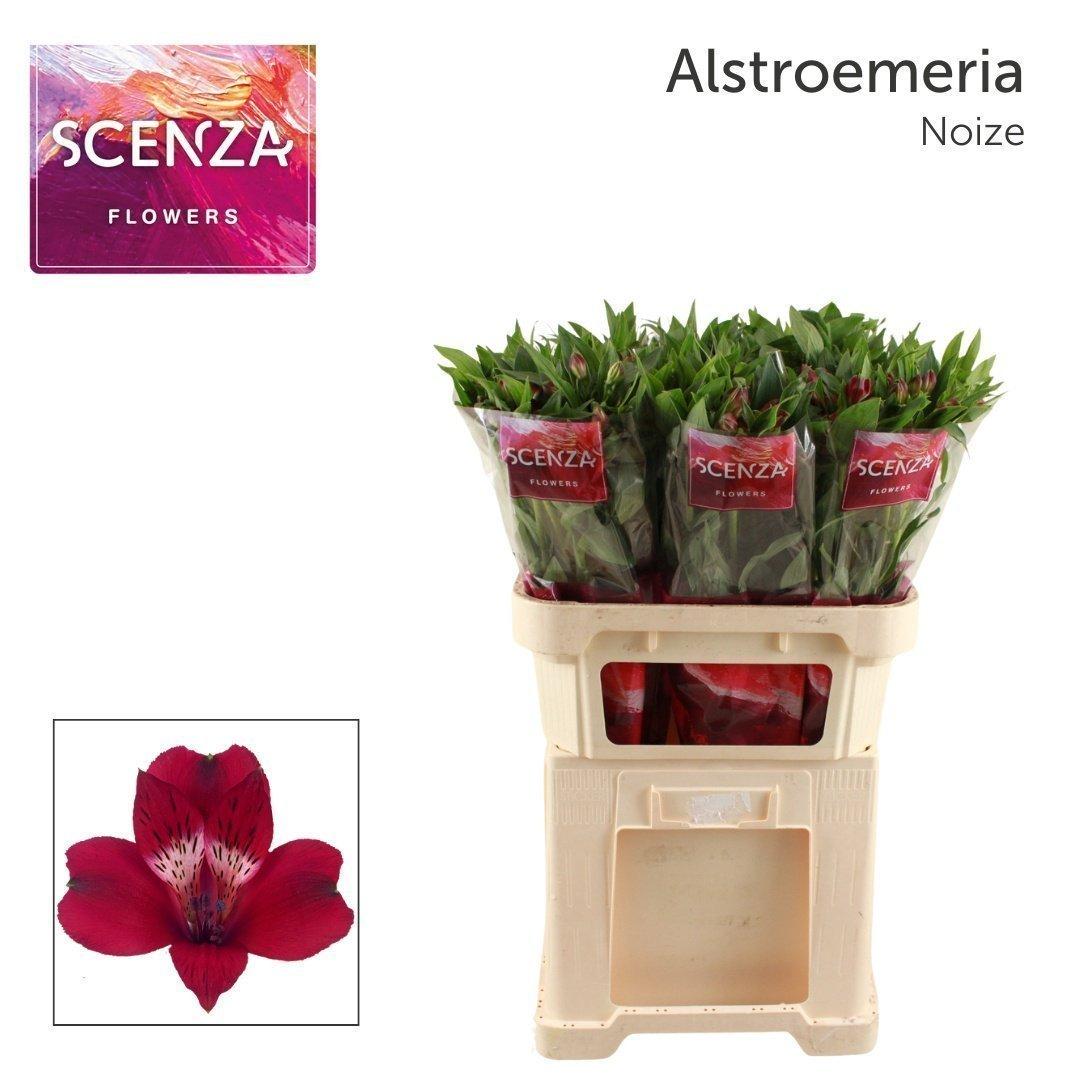 Срезанные цветы оптом Alstroemeria noize от 60шт из Голландии с доставкой по России