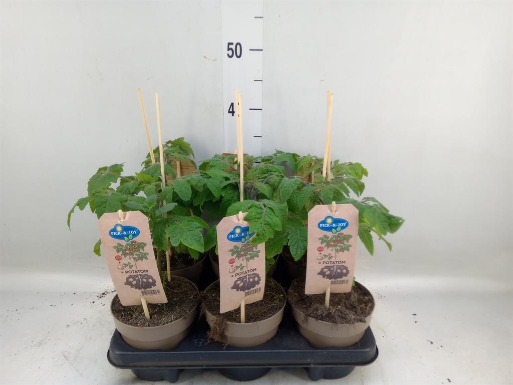 Горшечные цветы и растения оптом Solanum Lycopersicum ... от 6шт из Голландии с доставкой по России Горшечные цветы и растения оптом Solanum Lycopersicum ... от 6шт из Голландии с доставкой по России