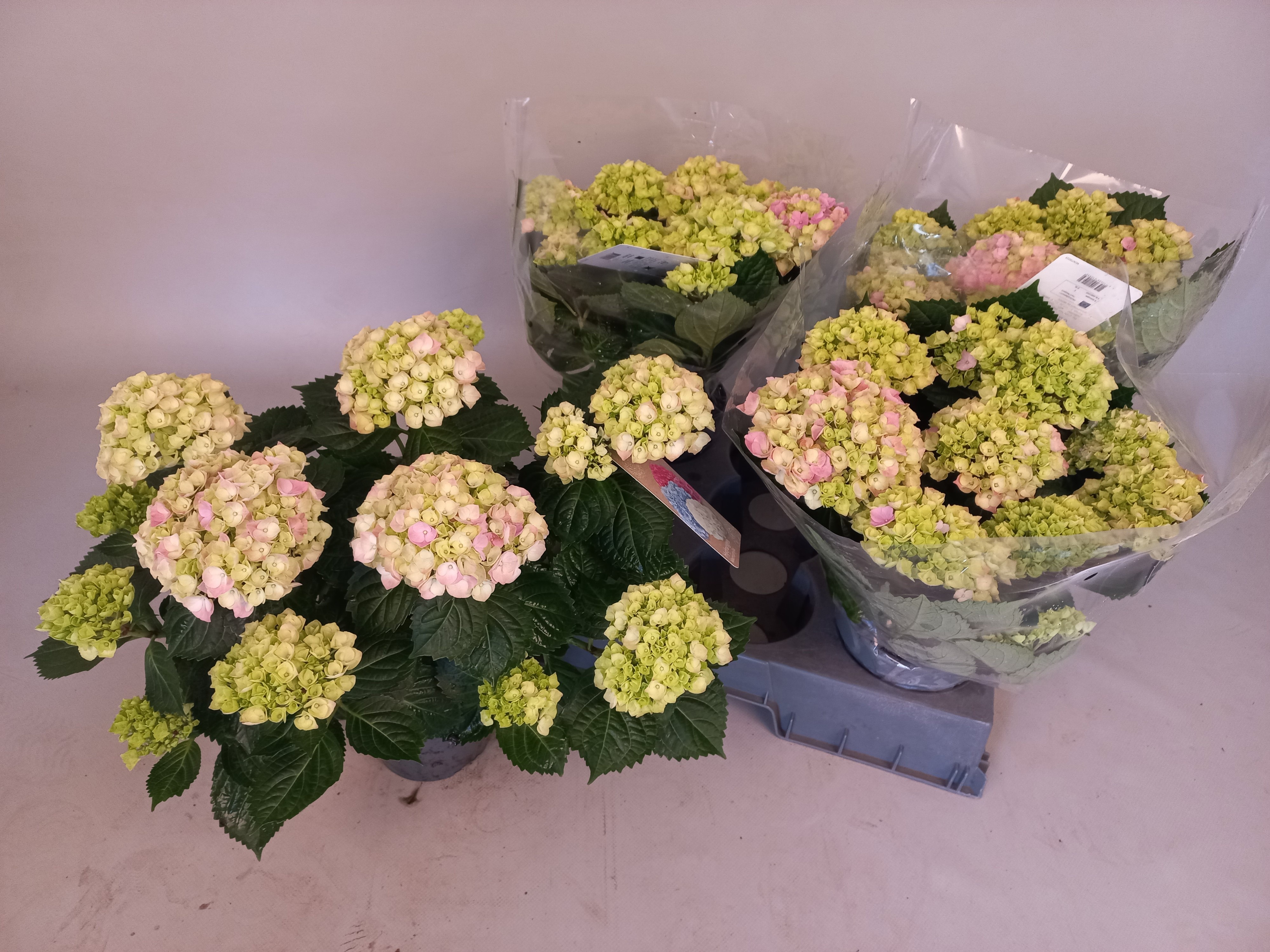 Горшечные цветы и растения оптом Hydr M Hi River от 4шт из Голландии с доставкой по России