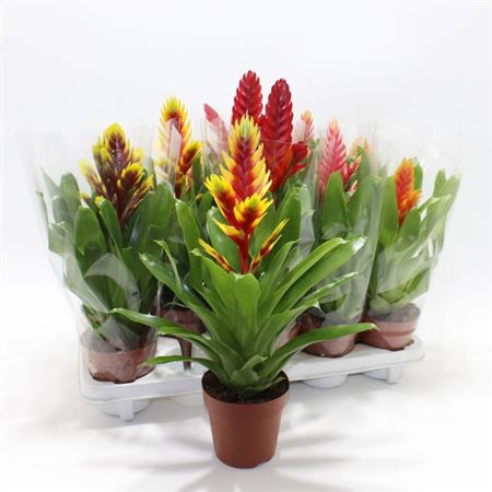 Горшечные цветы и растения оптом Vriesea Mix от 10шт из Голландии с доставкой по России