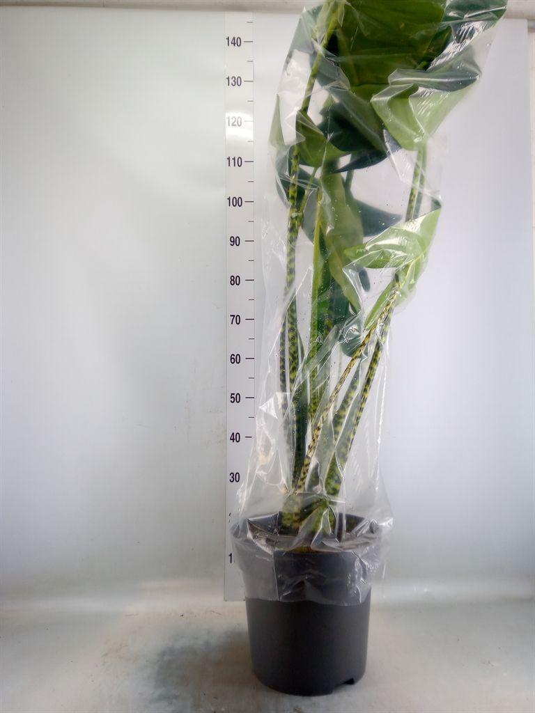 Горшечные цветы и растения оптом Alocasia Zebrina от 1шт (для телеги) из Голландии с доставкой по России