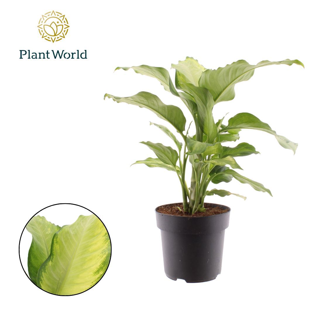 Горшечные цветы и растения оптом Dieffenbachia Ivory Green от 3шт из Голландии с доставкой по России