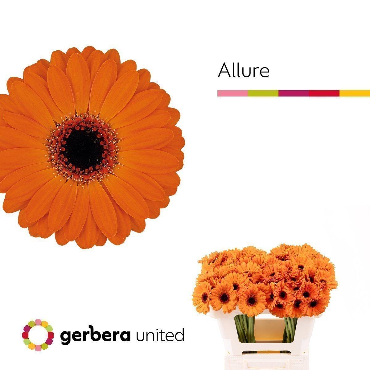 Срезанные цветы оптом Germini allure от 80шт из Голландии с доставкой по России