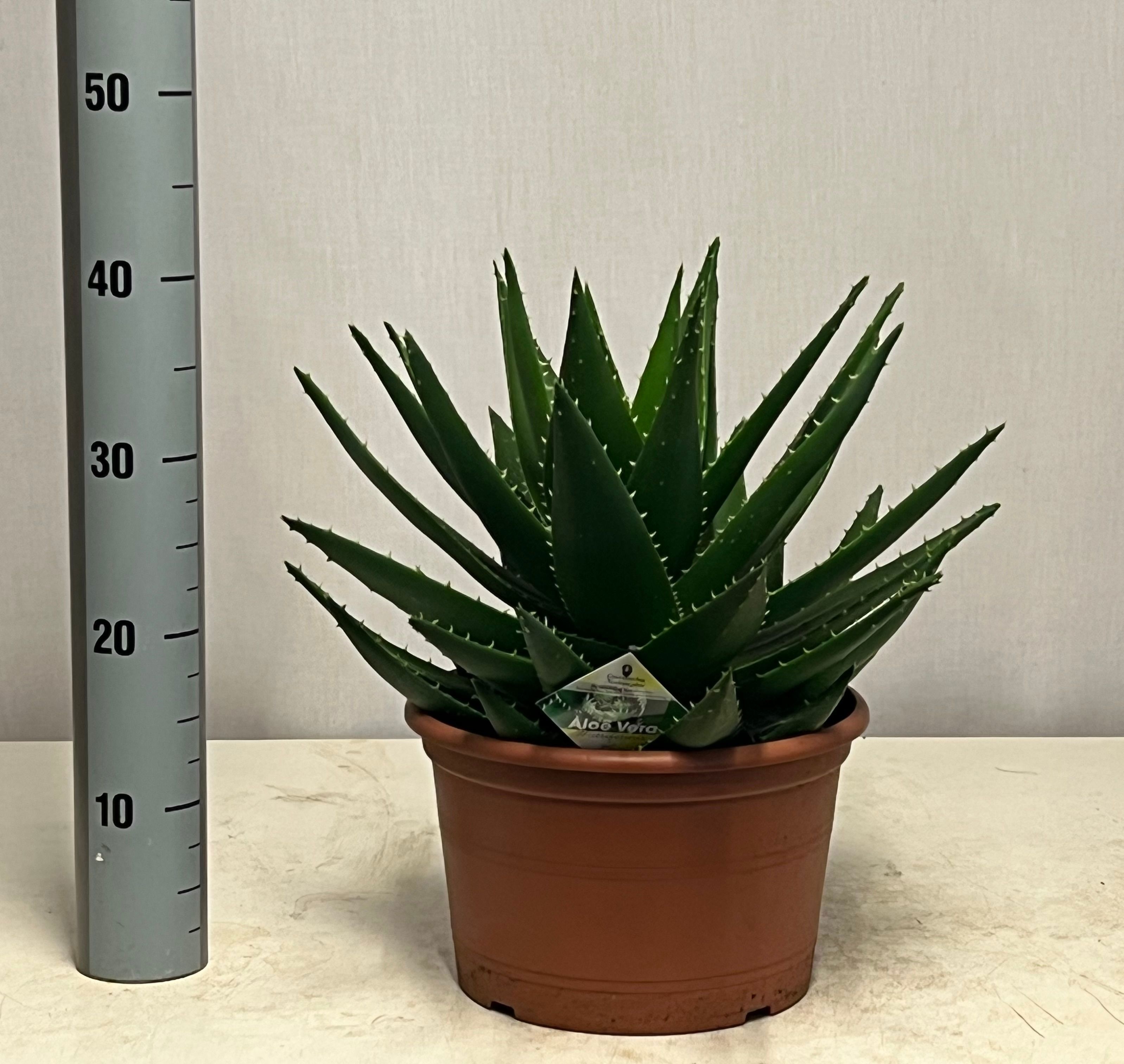 Горшечные цветы и растения оптом Aloe Perfoliata от 1шт из Голландии с доставкой по России