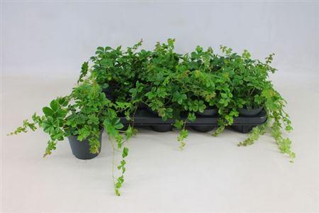 Горшечные цветы и растения оптом Parthenocissus Inser от 8шт из Голландии с доставкой по России