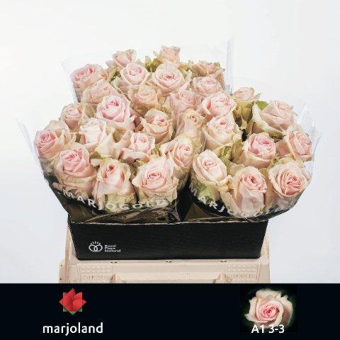 Срезанные цветы оптом Rosa large lovely dolomiti от 30шт из Голландии с доставкой по России