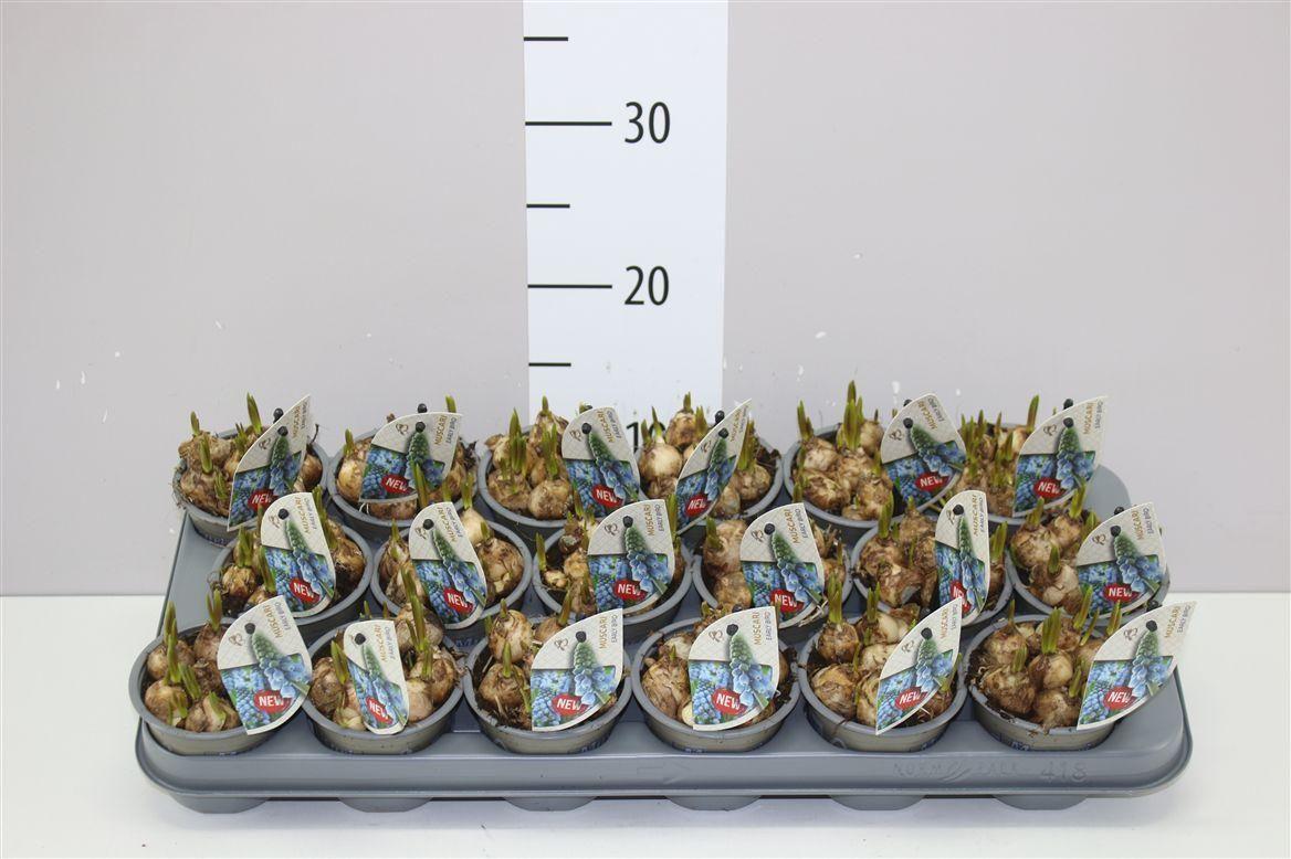 Горшечные цветы и растения оптом Muscari Early Bird от 18шт (для телеги) из Голландии с доставкой по России