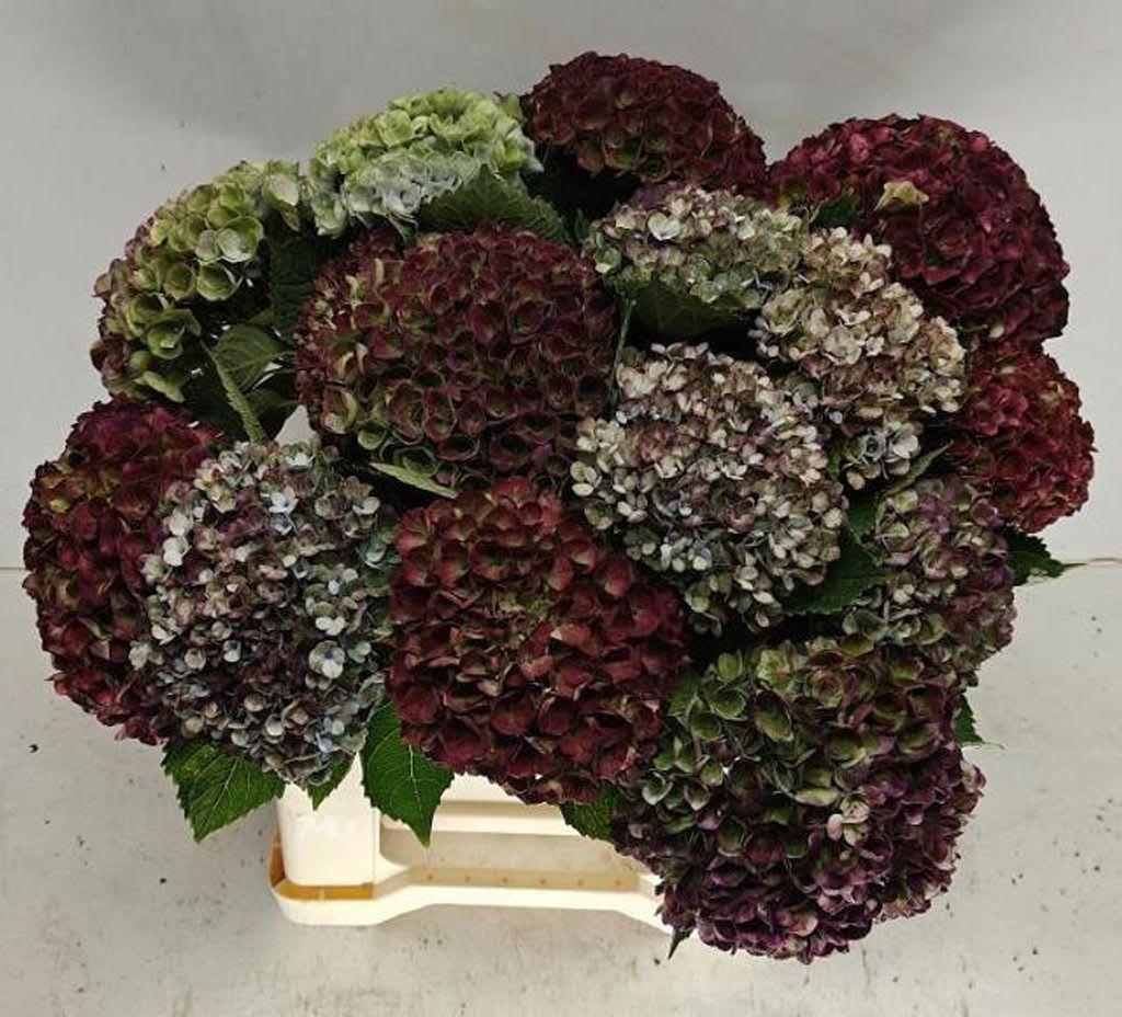 Срезанные цветы оптом Hydrangea mag revolution classic от 15шт из Голландии с доставкой по России