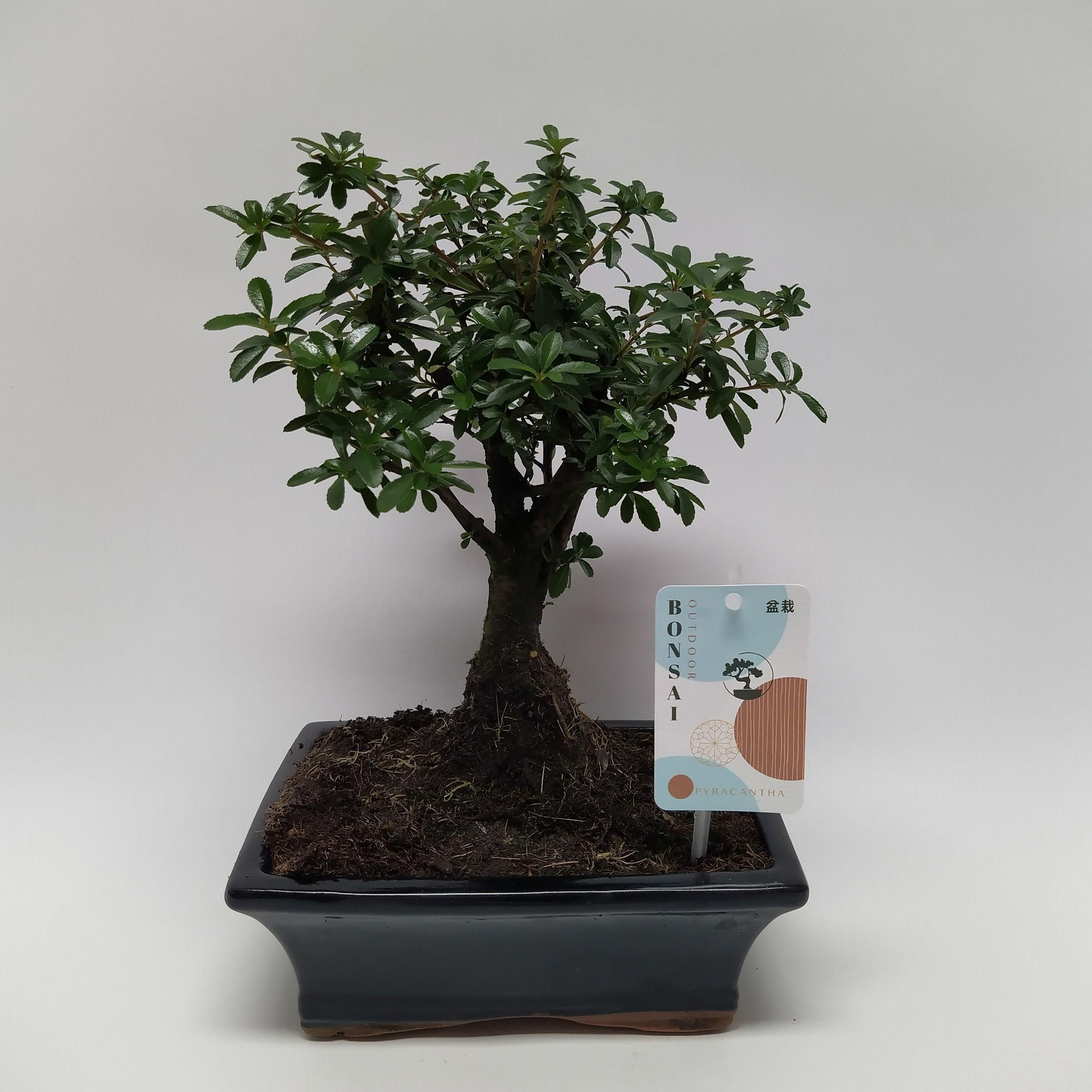 Горшечные цветы и растения оптом Bonsai Lucky от 5шт из Голландии с доставкой по России