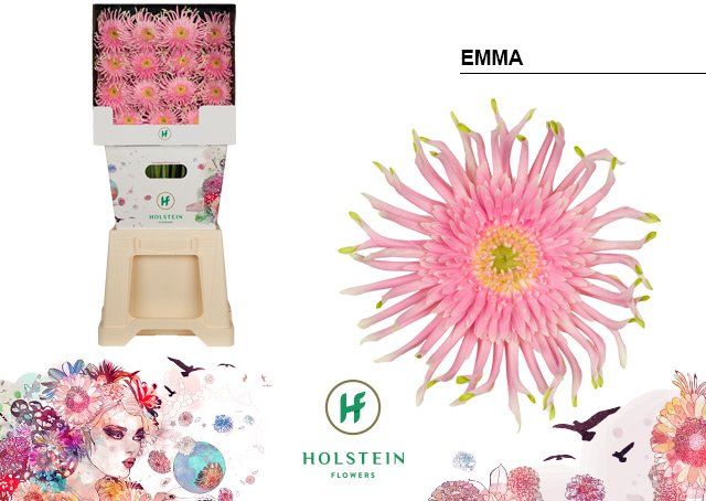 Срезанные цветы оптом Gerbera diamond gerpasta emma от 45шт из Голландии с доставкой по России