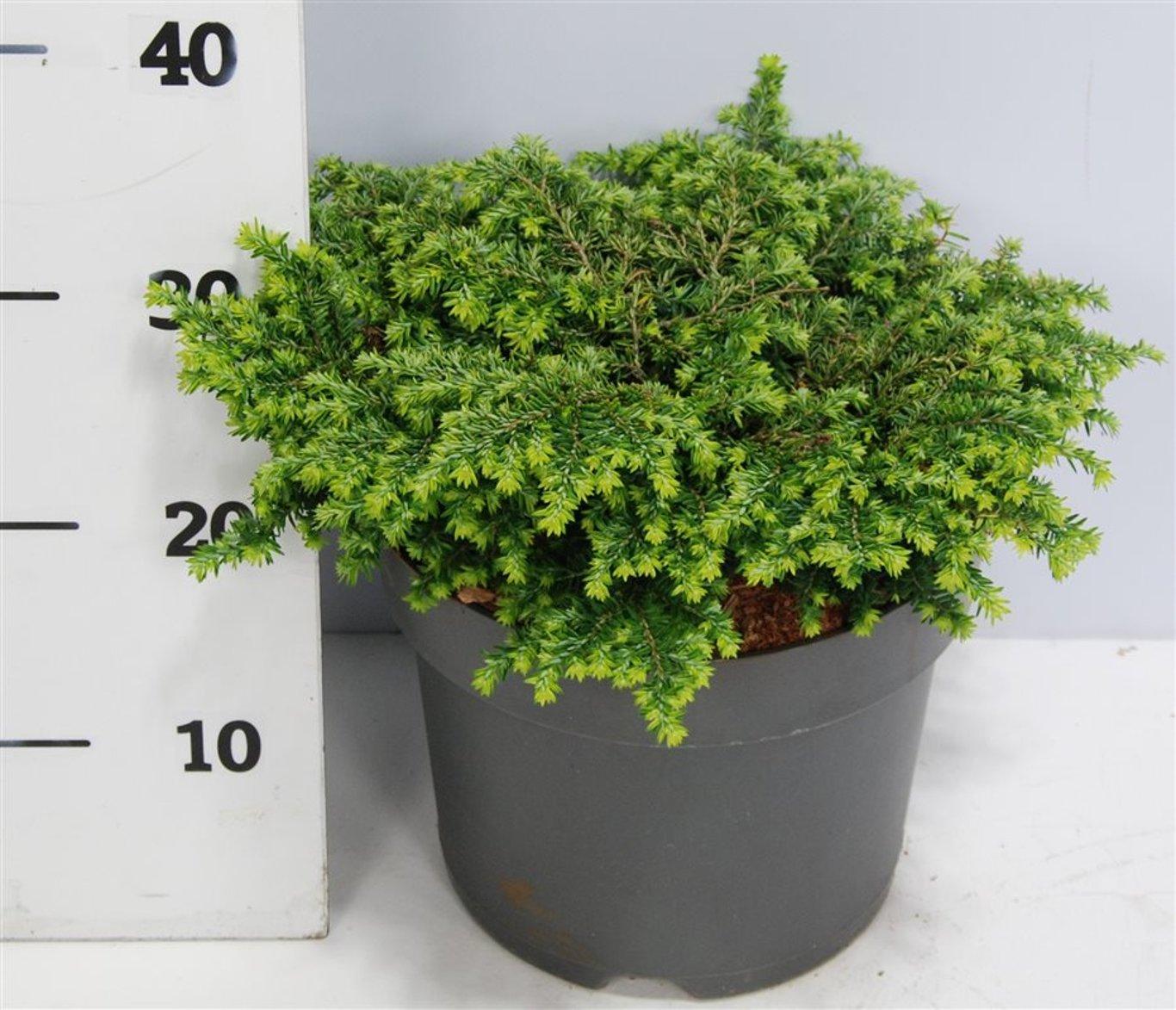 Горшечные цветы и растения оптом Tsuga Can Popelesky от 1шт из Голландии с доставкой по России