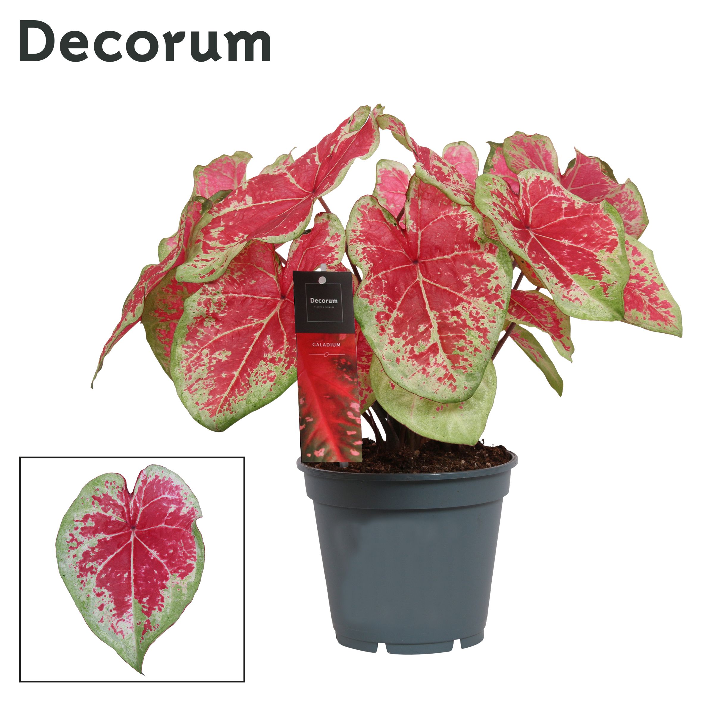 Горшечные цветы и растения оптом Caladium Red (decorum) от 6шт из Голландии с доставкой по России