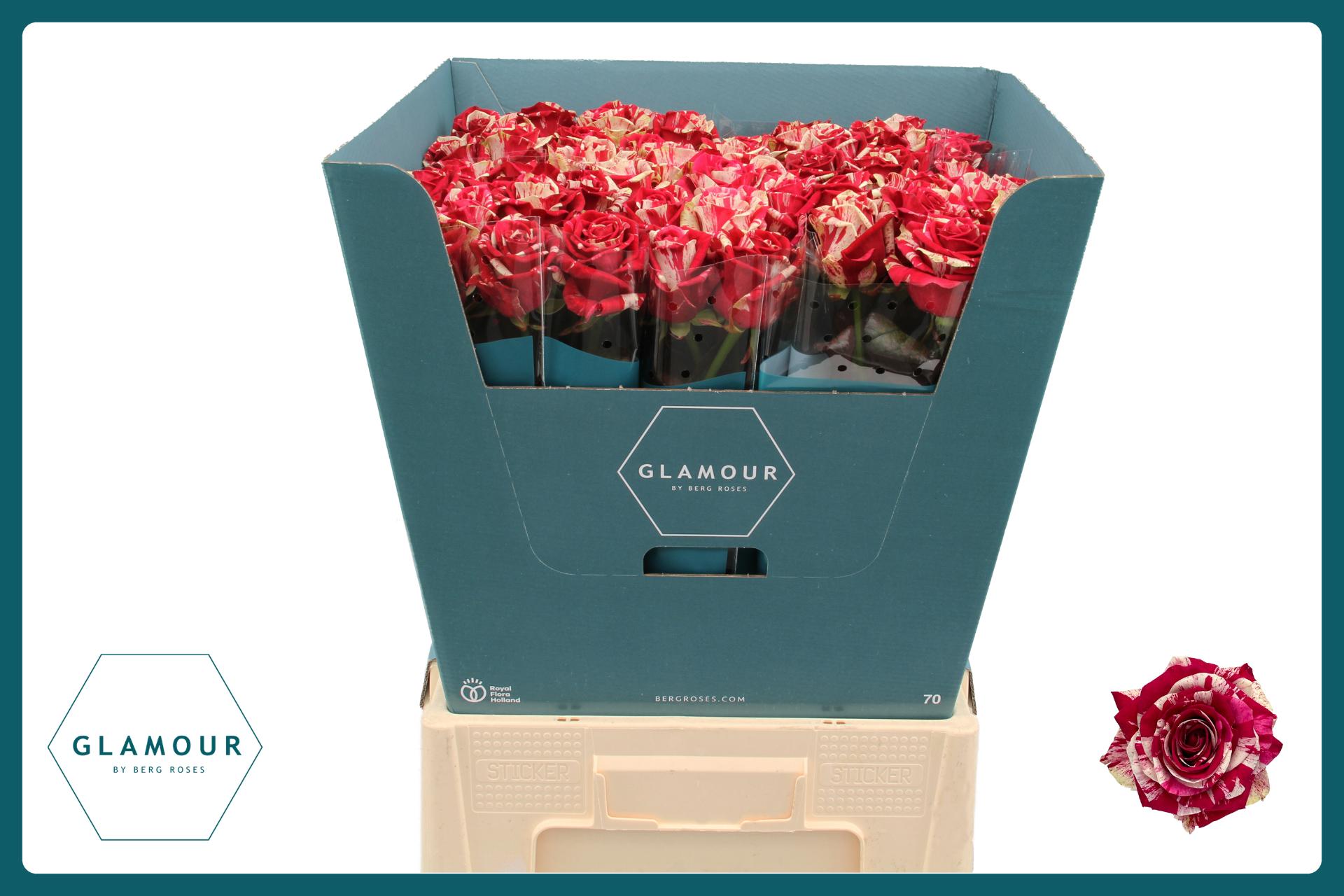 Срезанные цветы оптом Rosa large harlequin от 50шт из Голландии с доставкой по России