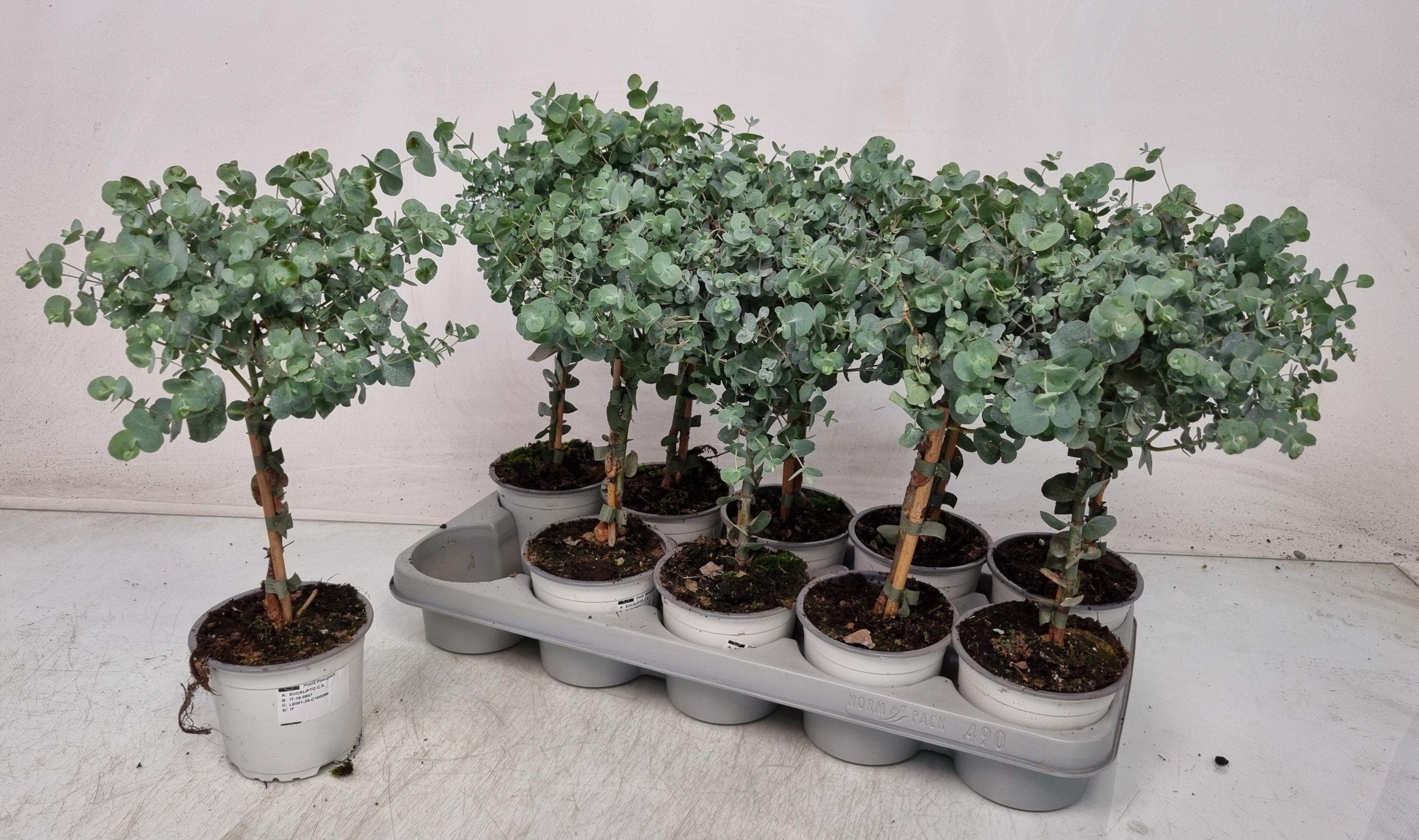 Горшечные цветы и растения оптом Eucal Cinerea от 10шт из Голландии с доставкой по России