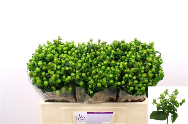 Срезанные цветы оптом Hypericum green от 100шт из Голландии с доставкой по России
