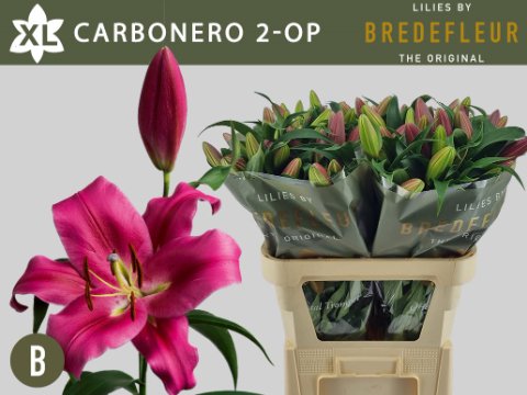 Срезанные цветы оптом Lilium or carbonero от 40шт из Голландии с доставкой по России