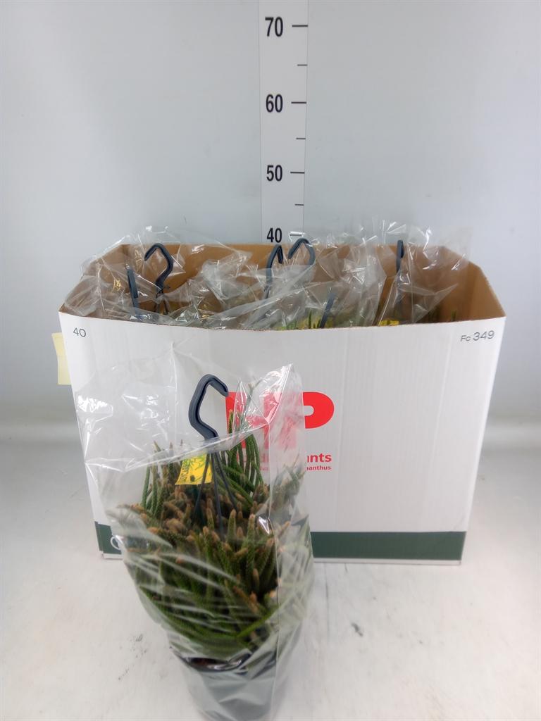 Горшечные цветы и растения оптом Rhipsalis Baccifera Subsp. Horrida от 7шт из Голландии с доставкой по России