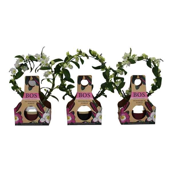 Горшечные цветы и растения оптом Dendr Nob Bow Horizon Gift Cover от 3шт из Голландии с доставкой по России