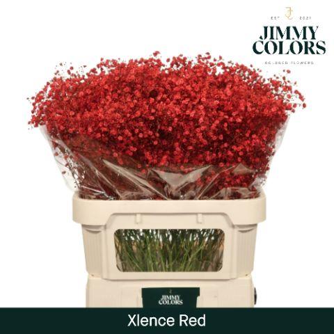 Срезанные цветы оптом Gyps large paint red от 50шт из Голландии с доставкой по России