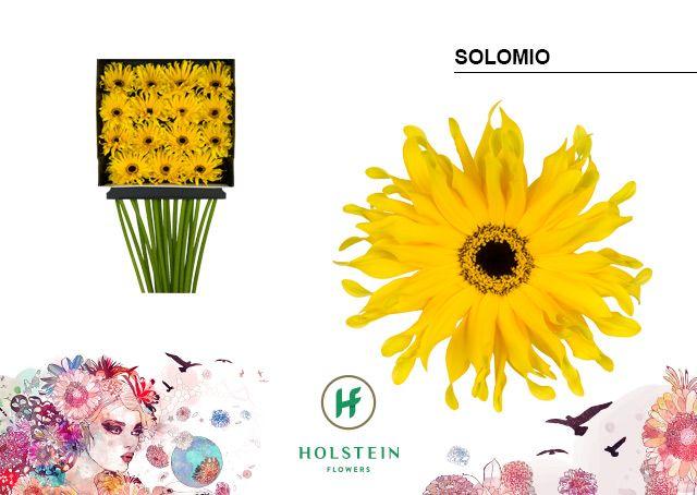 Срезанные цветы оптом Gerbera diamond gerpasta solomio от 15шт из Голландии с доставкой по России