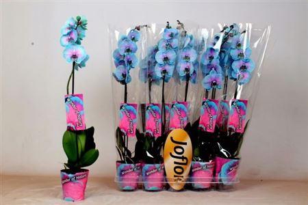 Горшечные цветы и растения оптом Phal ** Paint ** Wonder Of Natuyre 1 Branch 8+ от 10шт из Голландии с доставкой по России