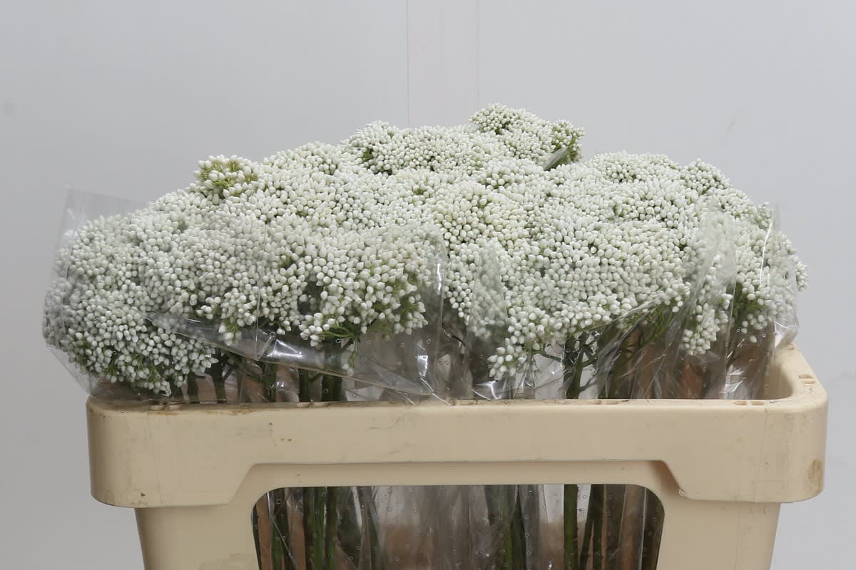 Срезанные цветы оптом Ozothamnus white от 50шт из Голландии с доставкой по России