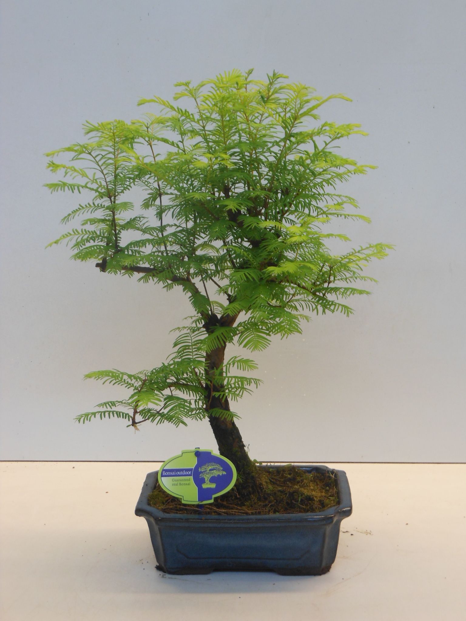 Горшечные цветы и растения оптом Bonsai Metasequoia Glyptostroboides от 2шт из Голландии с доставкой по России