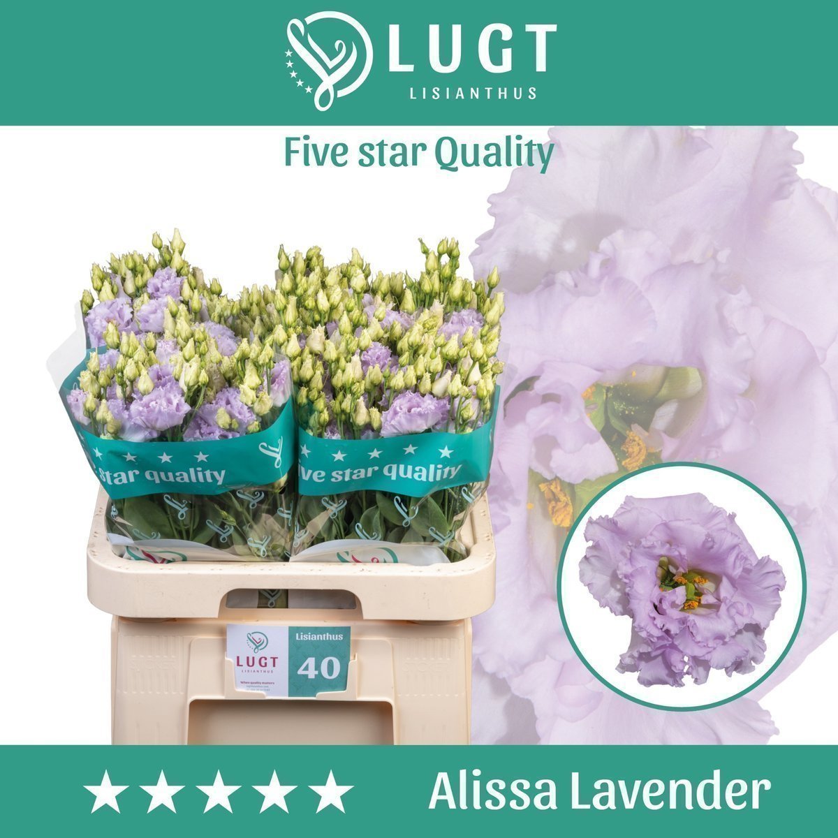 Срезанные цветы оптом Lisianthus do alissa lavender от 140шт. из Голландии с доставкой по России