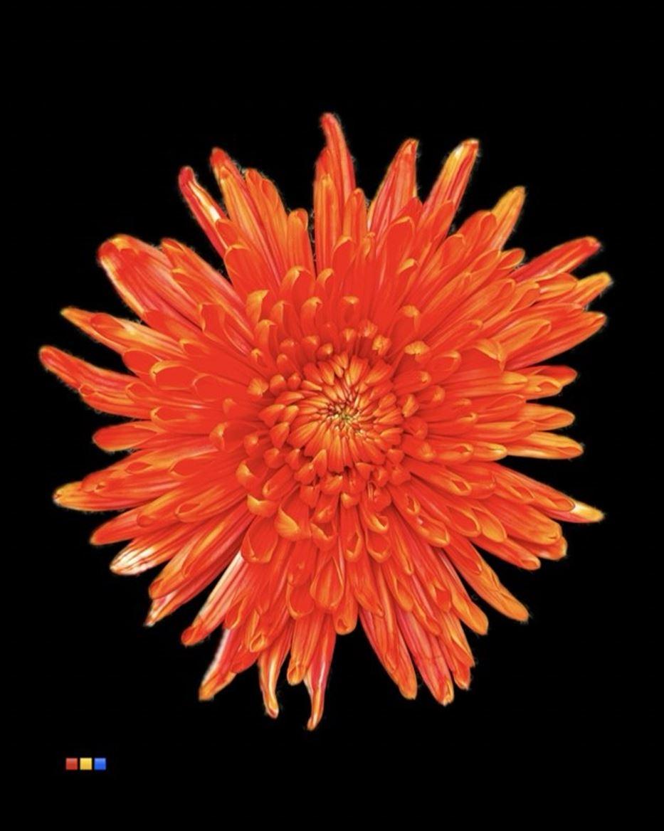 Срезанные цветы оптом Chrys bl paint topspin roma от 60шт из Голландии с доставкой по России