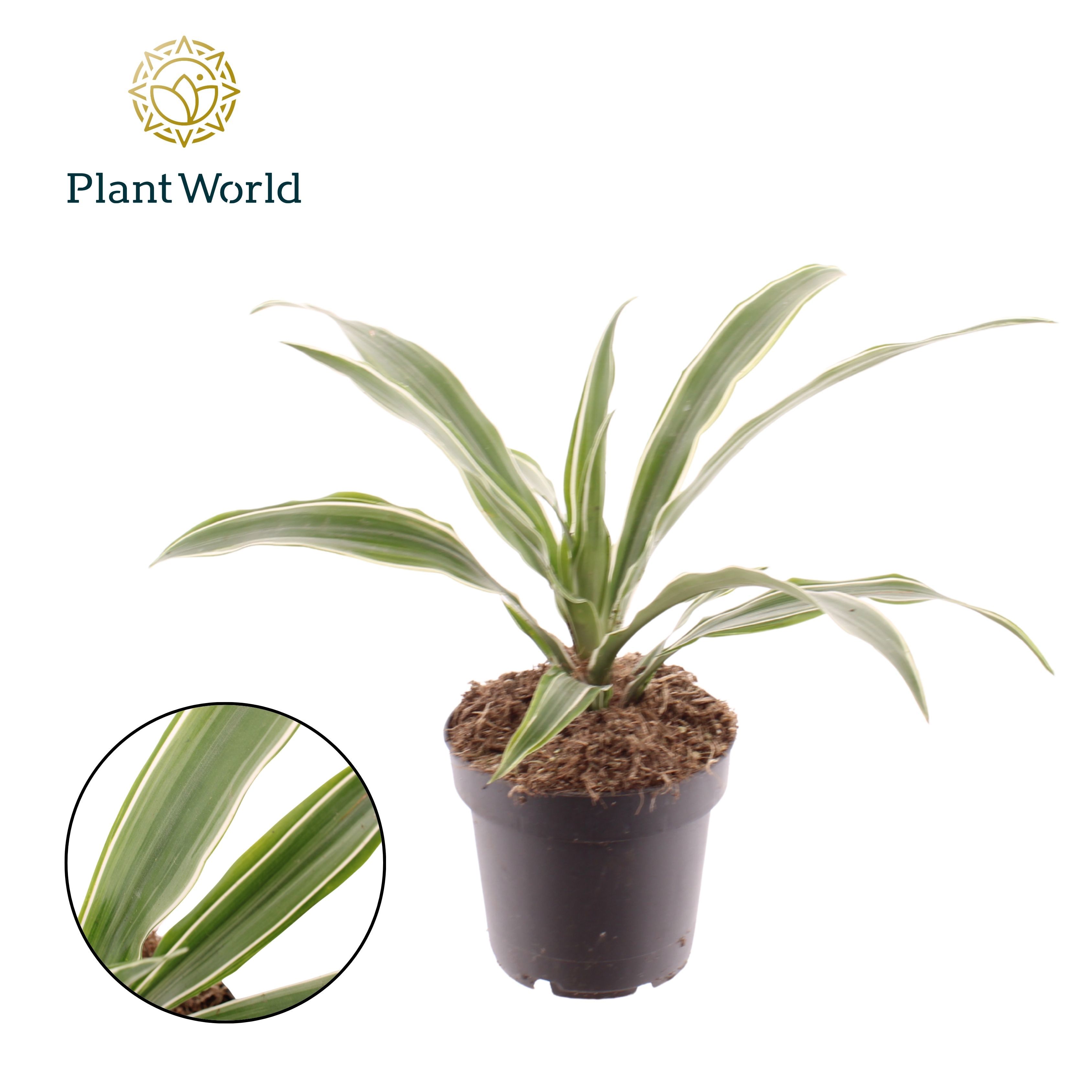 Горшечные цветы и растения оптом Dracaena Fragrans Warneckei от 10шт из Голландии с доставкой по России
