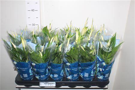 Горшечные цветы и растения оптом Spath Chopin 6+ Dikte 1 от 18шт (для телеги) из Голландии с доставкой по России