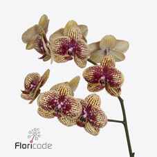 Срезанные цветы оптом Phalaenopsis karin aloha (per stem) от 18шт из Голландии с доставкой по России