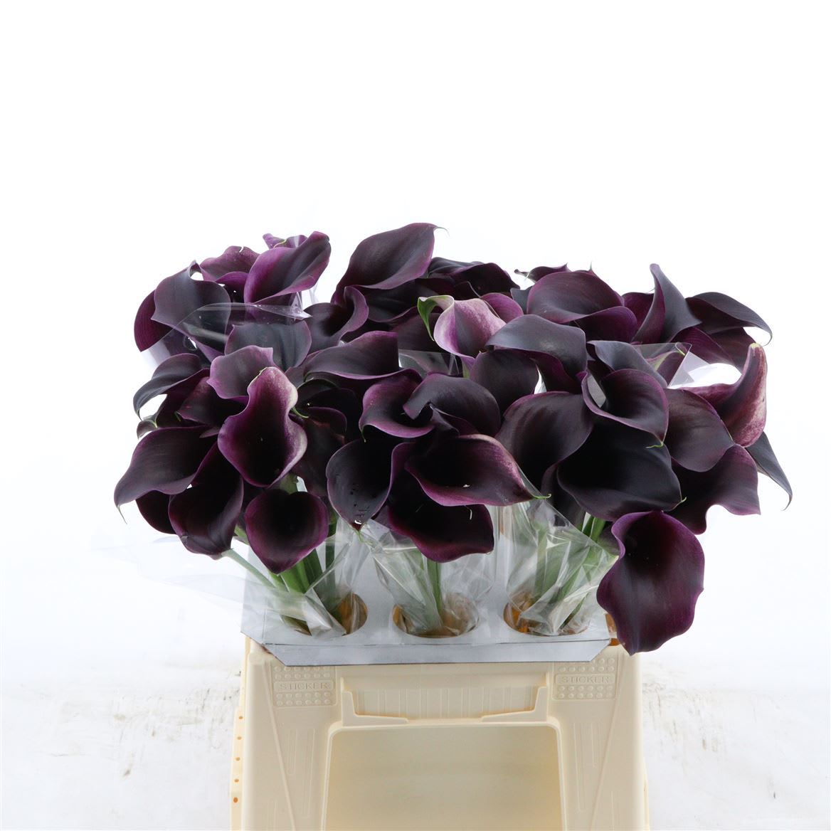 Срезанные цветы оптом Zantedeschia captain carrera от 60шт из Голландии с доставкой по России