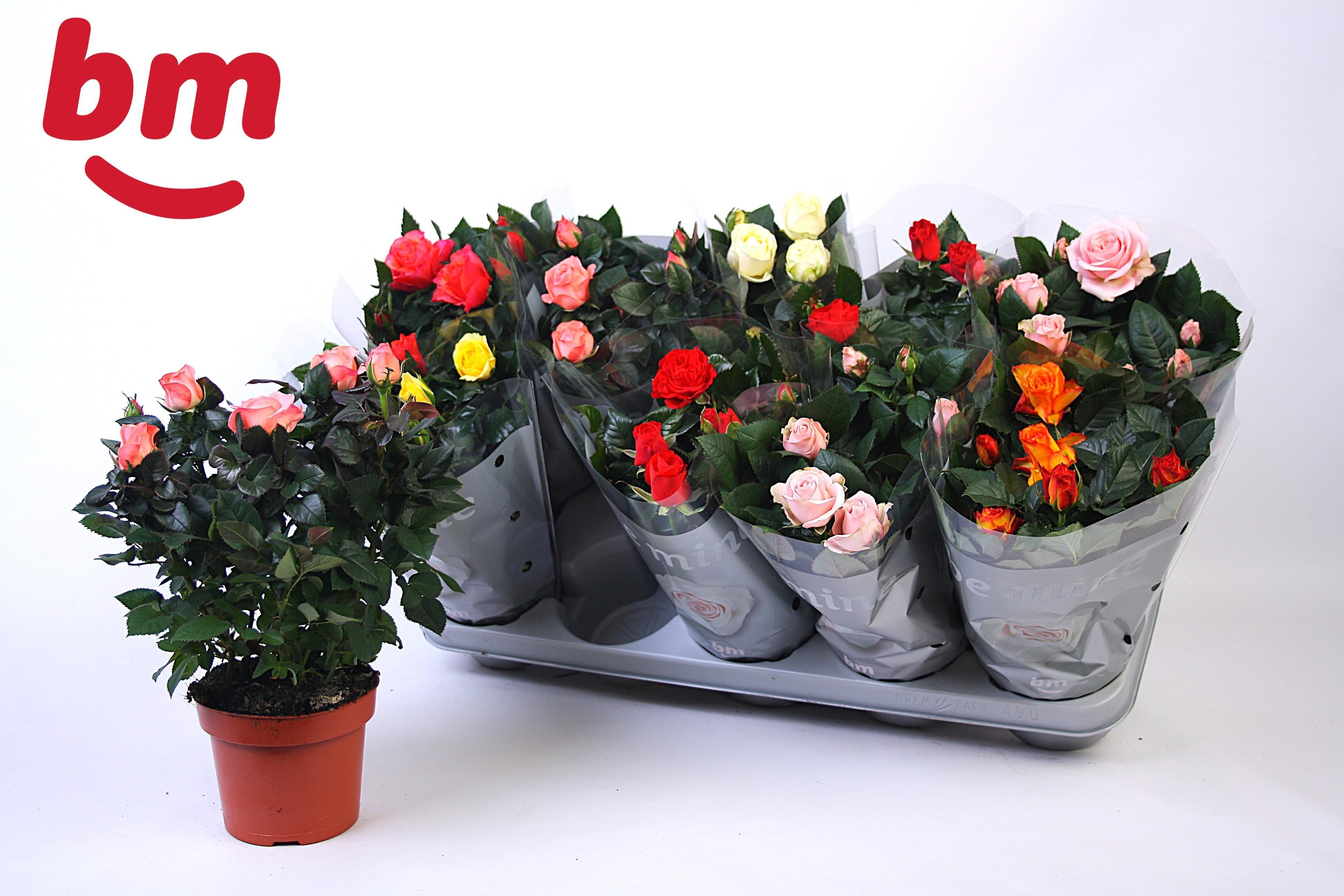 Горшечные цветы и растения оптом Ro B Monde Gem от 10шт из Голландии с доставкой по России