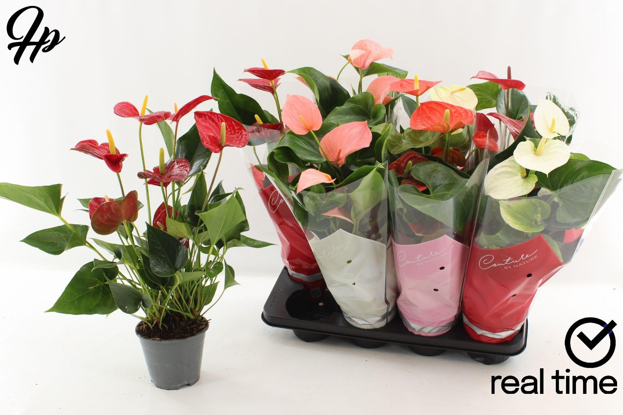 Горшечные цветы и растения оптом Anthu An Gem 4 Kl от 8шт из Голландии с доставкой по России