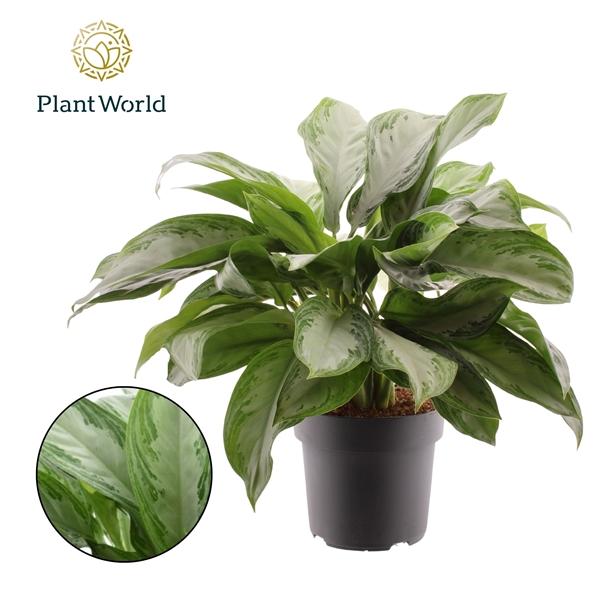 Горшечные цветы и растения оптом Aglaonema Silver Bay (decorum) от 1шт из Голландии с доставкой по России
