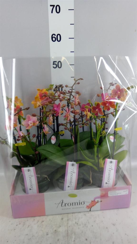 Горшечные цветы и растения оптом Phalaenopsis Multi. ...mix 3 от 6шт из Голландии с доставкой по России