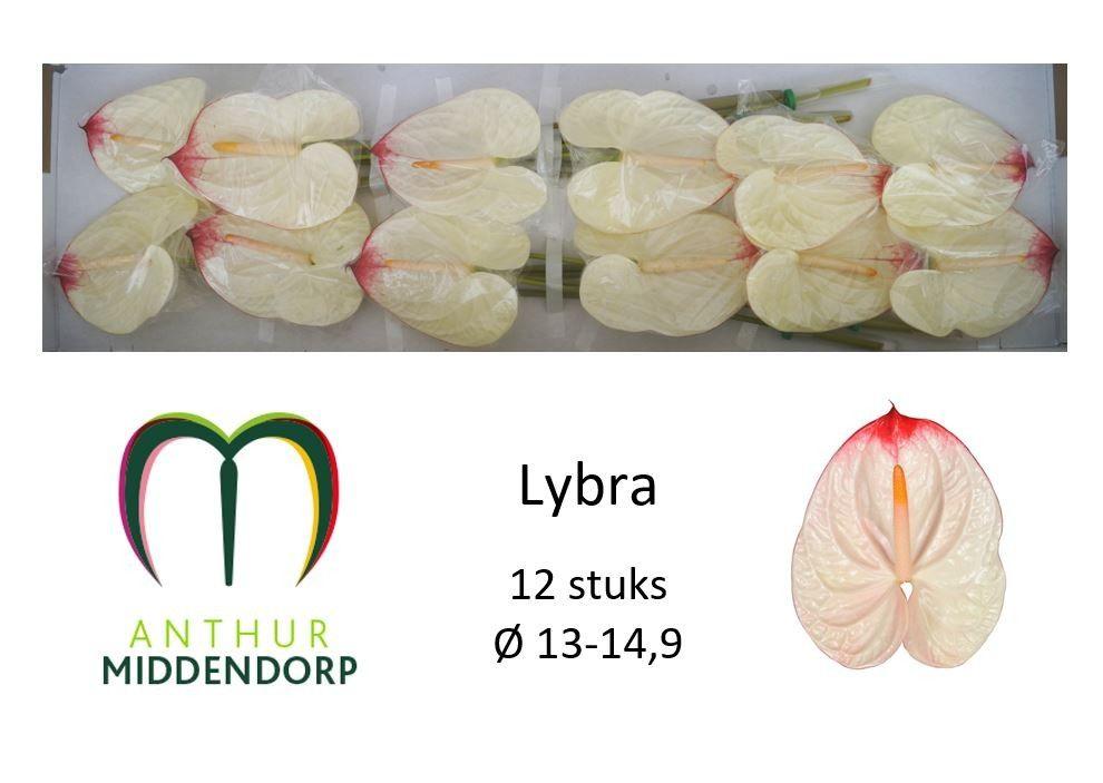 Срезанные цветы оптом Anthurium lybra от 12шт из Голландии с доставкой по России